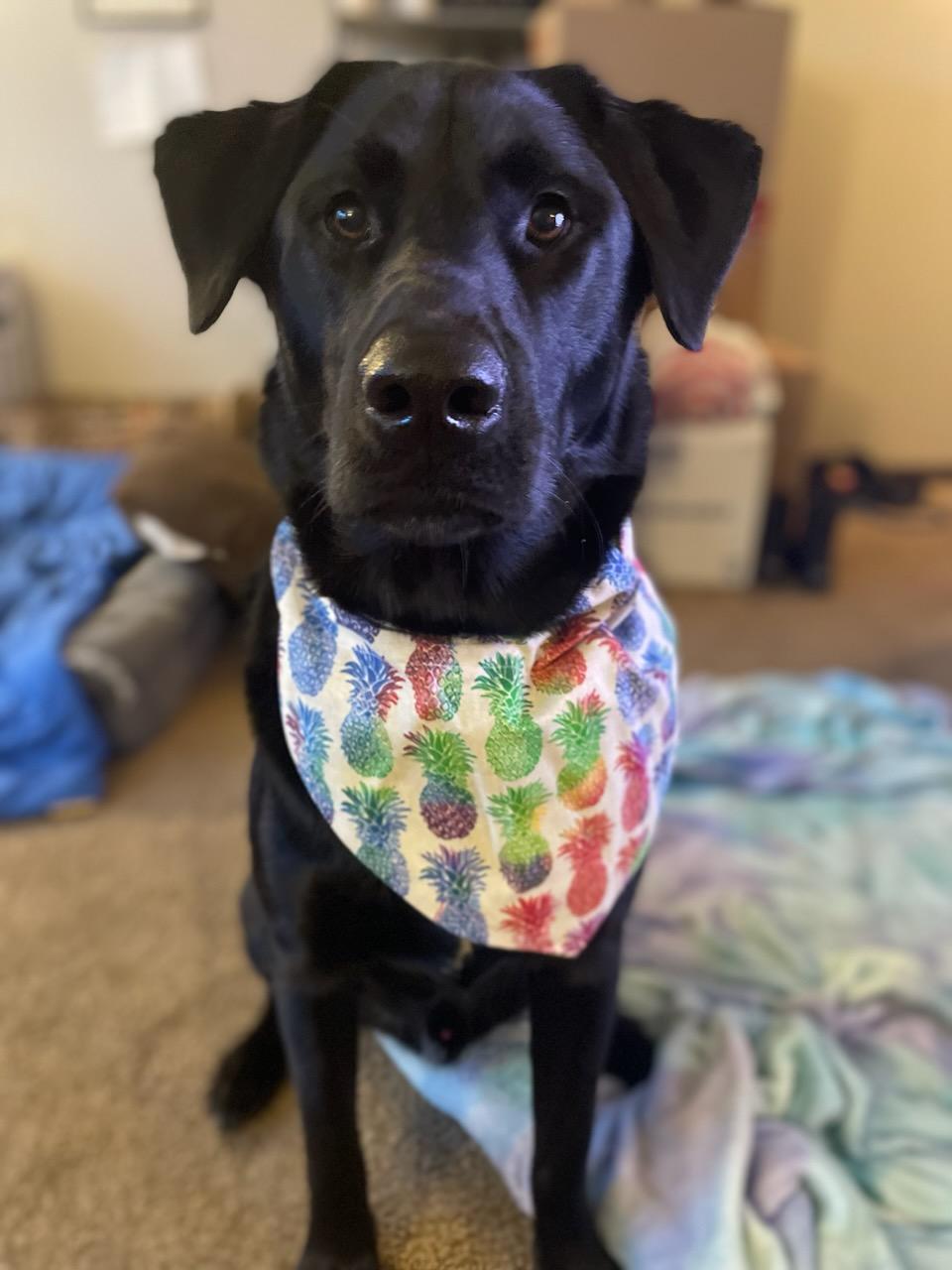 Pineapple & Tie-dye Bandana