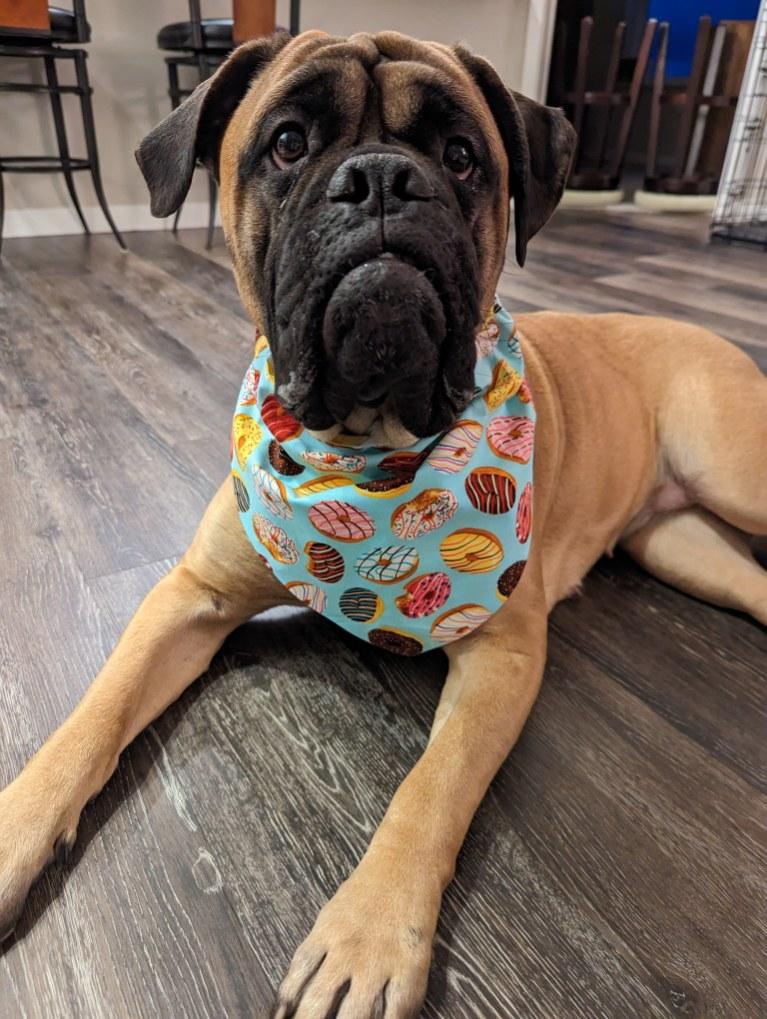 Donut & Yellow Flower Bandana